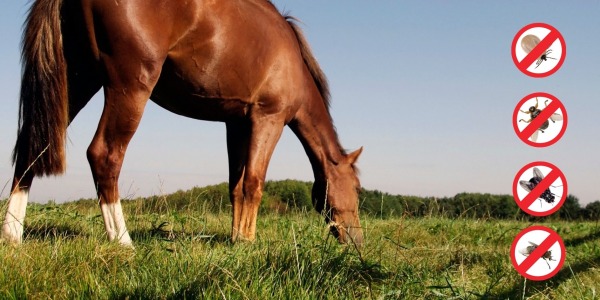 Comment se débarrasser des parasites et insectes qui agacent mon cheval ? 